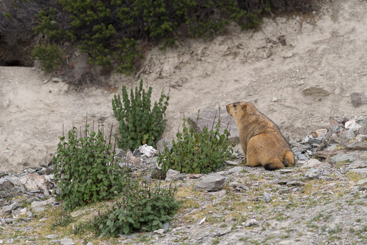 Marmot